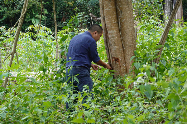Bình Định: Hai chủ rừng bị kiểm điểm vì để rừng bị lấn chiếm, chặt phá 