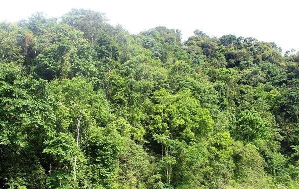 Điện Biên Đông chú trọng nâng cao công tác quản lý bảo vệ rừng