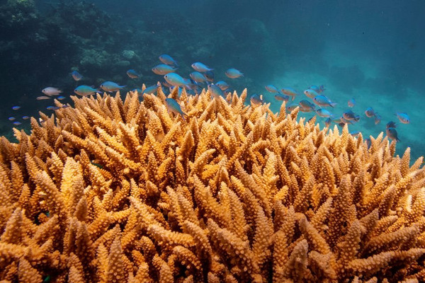 Australia phát triển mô hình phát hiện san hô mềm có nguy cơ bị tẩy trắng cao nhất