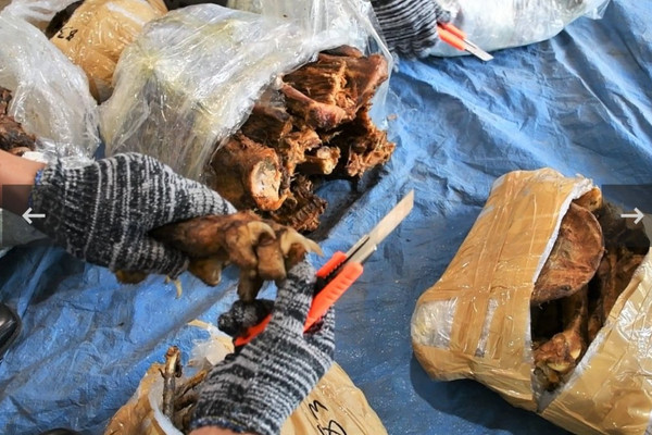 Đà Nẵng:  Triệt phá đường dây buôn lậu động vật hoang dã xuyên quốc gia trị giá 300 tỷ đồng 