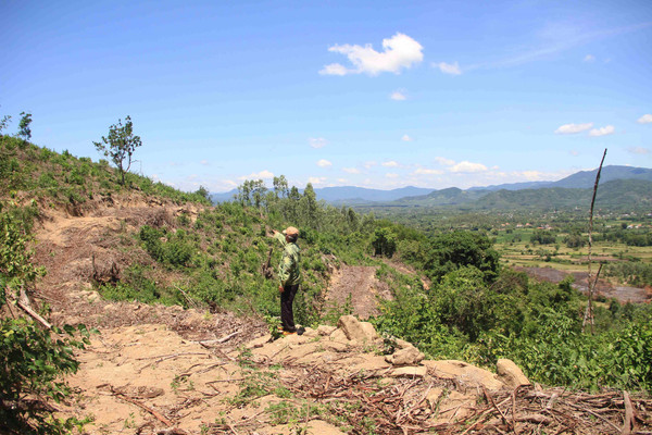 Bình Định: Điều tra xác minh vụ lấn, chiếm đất rừng tại huyện Phù Mỹ