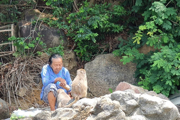 Quảng Ngãi: Bảo vệ đàn khỉ quý hiếm được bào lão nuôi dưới chân núi Hòn Trà