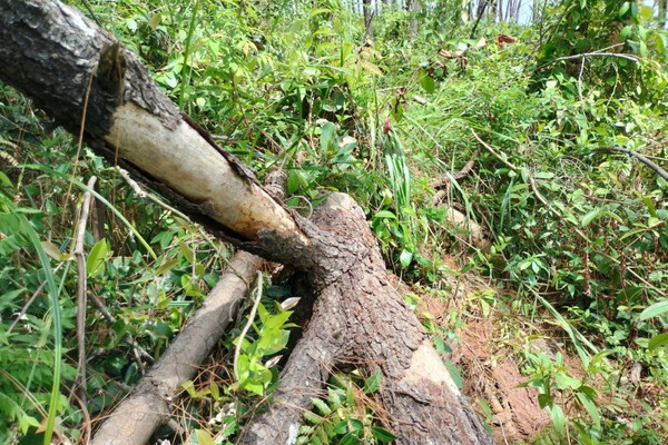 200 cây thông bị khoan lỗ, nghi dùng chất hóa học “đầu độc”