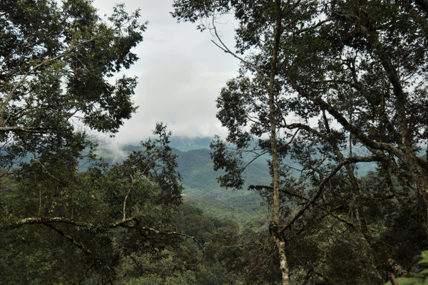 Điện Biên: Lợi ích từ chính sách chi trả dịch vụ môi trường rừng 
