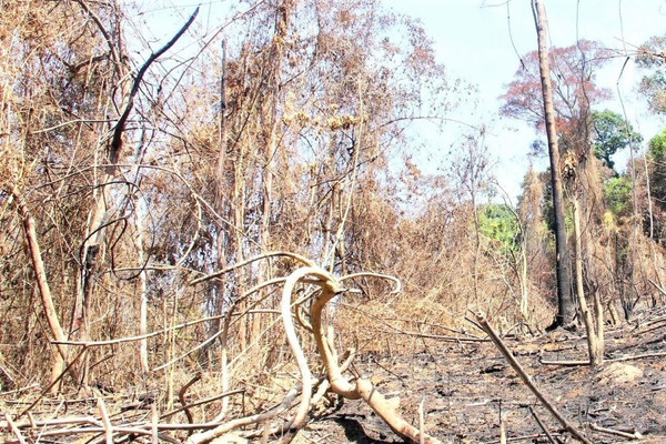 Quảng Nam: Đốt thực bì gây cháy rừng tự nhiên, 2 giám đốc bị khởi tố 