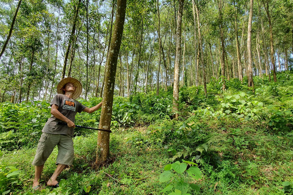 Chứng nhận rừng theo tiêu chuẩn FSC góp phần bảo vệ môi trường nhìn từ cơ sở
