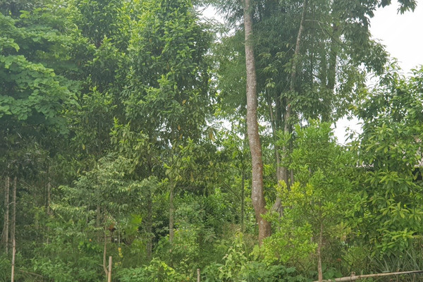 Điện Biên: Hiệu quả giữ rừng từ chính sách 