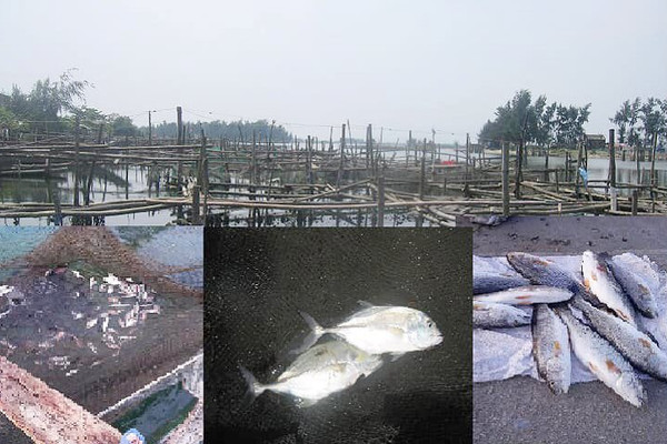 Thừa Thiên – Huế: Hàng loạt cá nuôi lồng bị chết