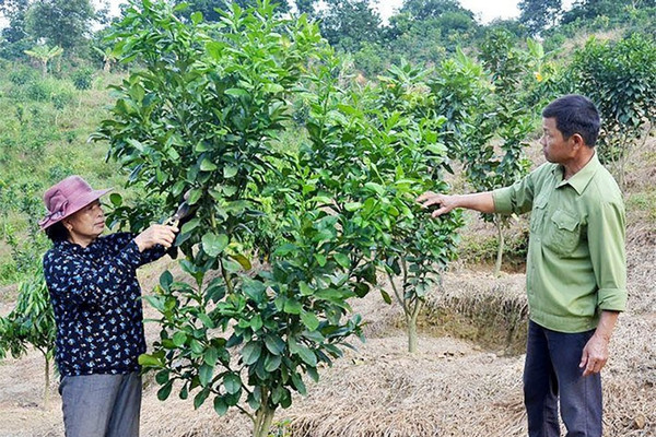 Nông nghiệp Điện Biên chuyển hướng trước thiên tai và biến đổi khí hậu