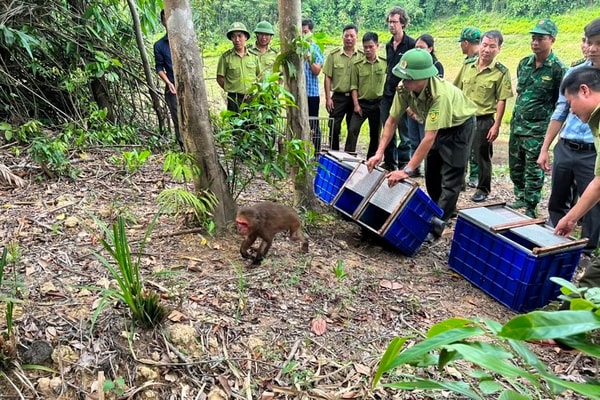 Đưa động vật hoang dã từ Ninh Bình về thả tại Vườn Quốc gia Vũ Quang