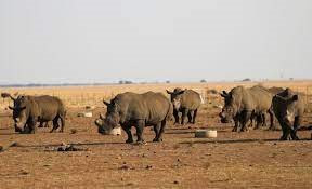 Nam Phi báo động nạn săn trộm tê giác để lấy sừng