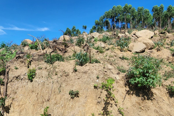 Bình Định: Kết quả xử lý vụ phá rừng xã Mỹ Hiệp