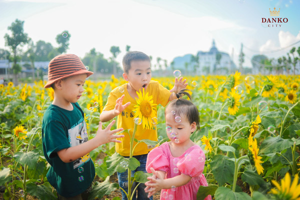 “Check-in” lung linh với cánh đồng hoa hướng dương nở rộ ở Thái Nguyên