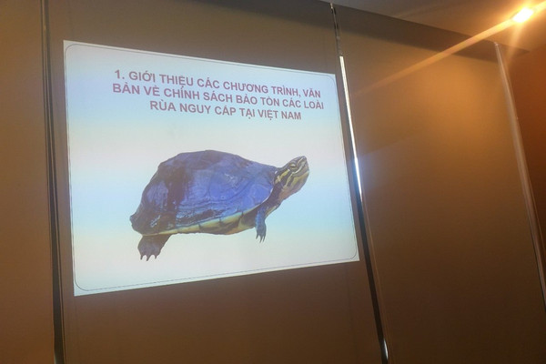 Bình Định thành lập Cơ sơ bảo tồn rùa Trung bộ