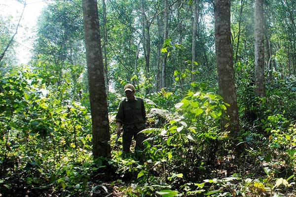 Điện Biên: Tạo sinh kế cho người dân tham gia bảo vệ rừng