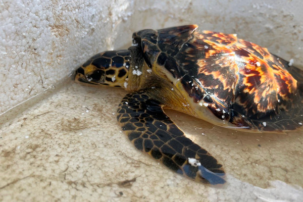 Bình Định: Thả rùa biển nặng 1,5 kg về biển Đề Gi