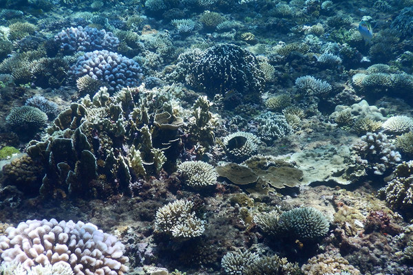 Quảng Ngãi: Bảo vệ môi trường sống của san hô
