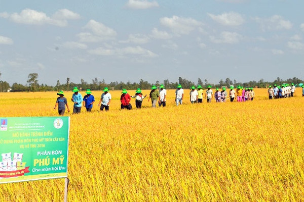 Phân bón Dầu khí: Nền tảng vững vàng cho nông nghiệp Việt