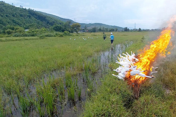 Thừa Thiên – Huế: Tiêu hủy hàng ngàn dụng cụ bẫy chim hoang dã