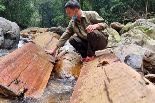 Kỷ luật Giám đốc Ban quản lý Khu Bảo tồn thiên nhiên Bắc Hướng Hóa vì để xảy ra phá rừng
