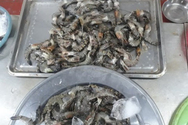 Đà Nẵng: Phát hiện tạp chất Agar trong tôm tươi