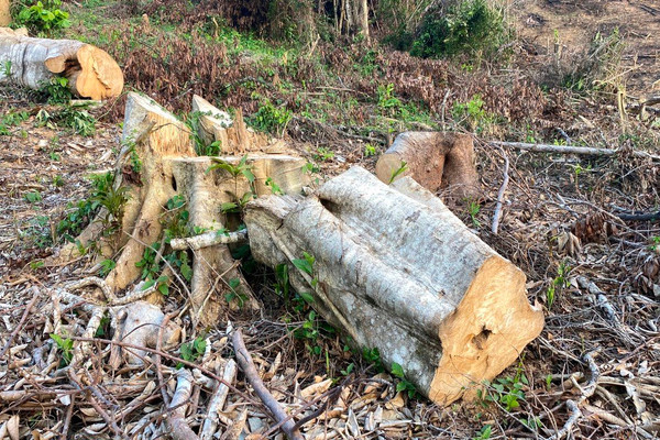 Phú Yên: Kết quả kiểm tra vụ phá rừng Sơn Hội