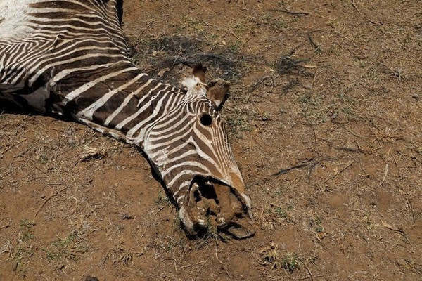 Hạn hán lịch sử đe dọa xóa sổ động vật hoang dã có nguy cơ tuyệt chủng ở Kenya