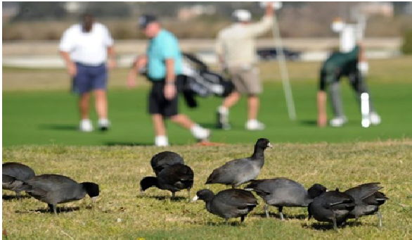 Tác động của ngành Golf  đến môi trường