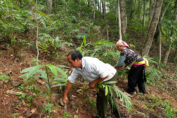 Bảo vệ rừng đẩy lùi nghèo đói
