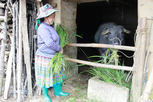 Lào Cai: Chủ động phòng chống đói rét cho đàn gia súc