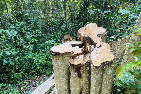 Phú Yên: Phá rừng trái pháp luật bị xử phạt hơn 137 triệu đồng