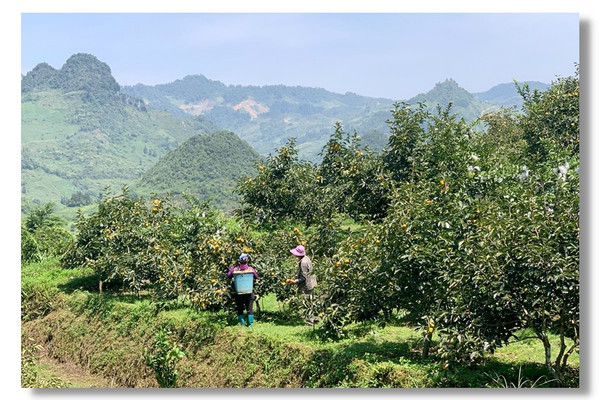 Mường Khương - Lào Cai: Phát triển nông nghiệp xanh giúp xoá đói giảm nghèo