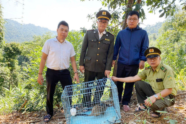 Thừa Thiên – Huế: Nhiều cá thể động vật quý được người dân giao nộp