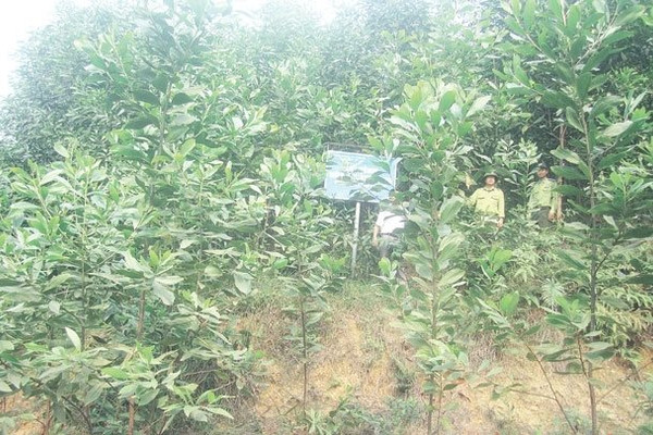 Thanh Hóa: Phát triển bền vững rừng phòng hộ Lang Chánh