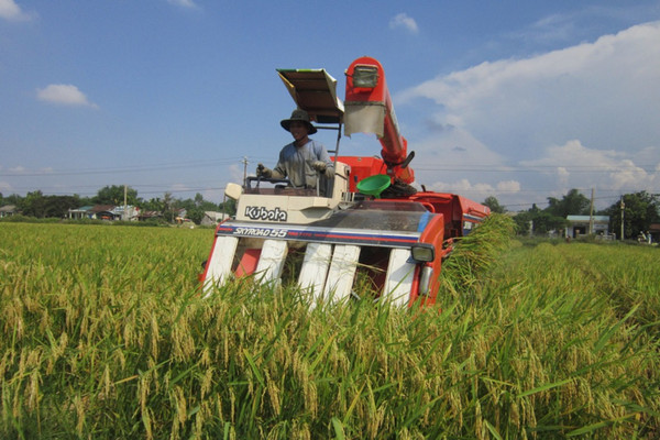 Quảng Nam: Tích tụ ruộng đất, nâng cao thu nhập cho người dân