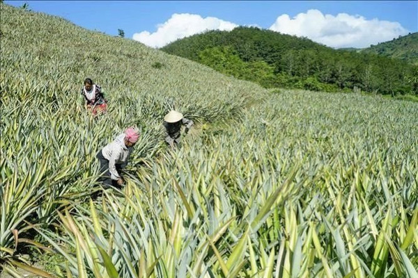 Nông nghiệp Điện Biên thích ứng biến đổi khí hậu: Chuyển hướng để giảm nghèo