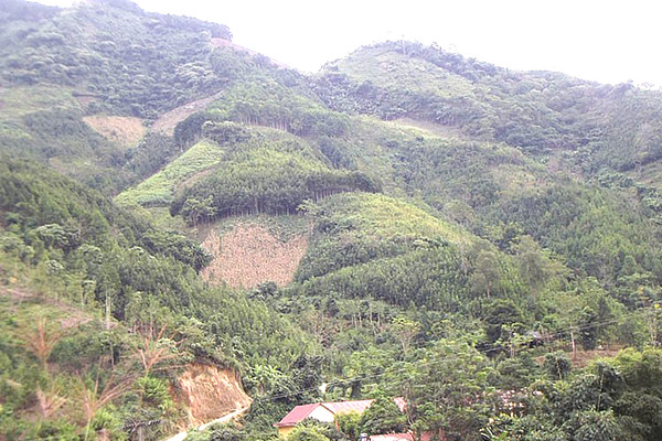 Bắc Hà – Lào Cai: Phát triển cây quế hữu cơ giúp xoá đói giảm nghèo