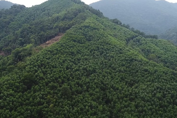 Lạng Sơn: Chuyển mục đích sử dụng hơn 37 ha rừng trồng