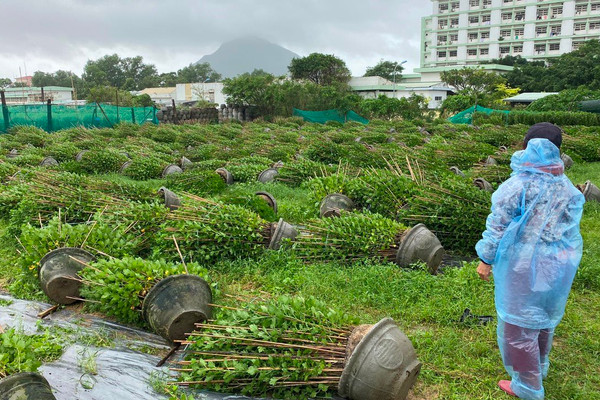 Phú Yên: Gió lớn làm đổ ngã hàng ngàn chậu hoa tết