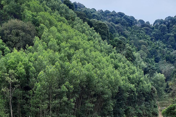 Đình Lập (Lạng Sơn): Phát triển rừng thích ứng biến đổi khí hậu