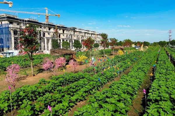 Mở cửa Vườn hoa Hướng Dương đậm chất phương Nam tại Van Phuc City