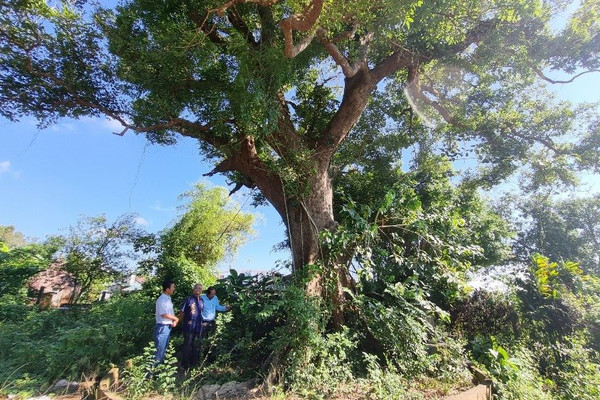 Quảng Ngãi: Giữ gìn giá trị cây di sản để khơi dậy tinh thần bảo vệ môi trường