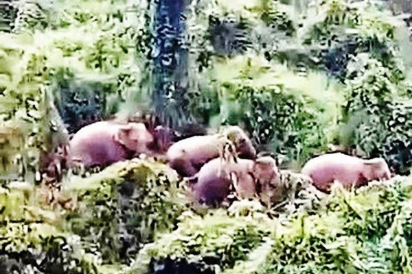 Quảng Nam: Người dân phát hiện 5 cá thể voi rừng khi đi làm rẫy