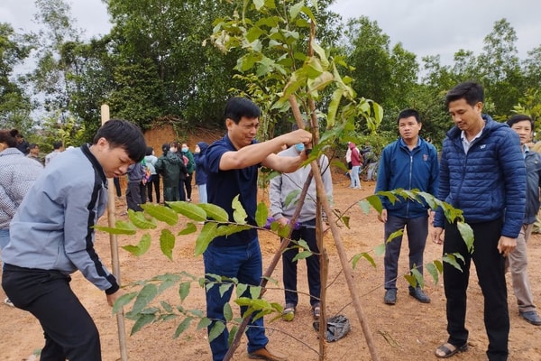 Quảng Ngãi: Hàng nghìn cây xanh được trồng trong mùa xuân mới 