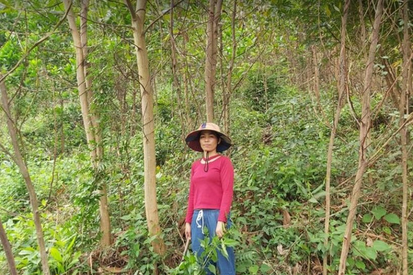 Hoà Vang (Đà Nẵng): Người dân dựa vào đất rừng để thoát nghèo