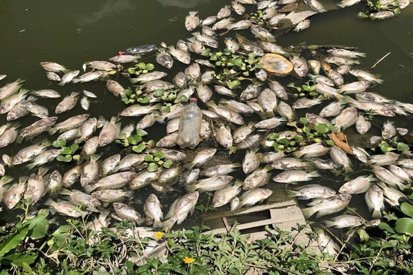 Vụ cá chết bất thường tại Như Xuân (Thanh Hóa): Do ô nhiễm nguồn nước là có cơ sở