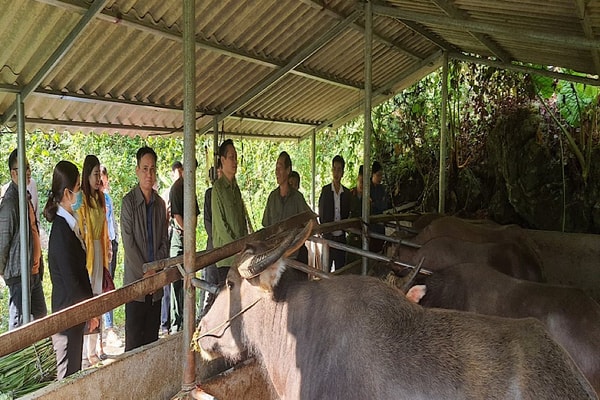 Hà Giang: Người cựu chiến binh quyết tâm làm giàu từ đất