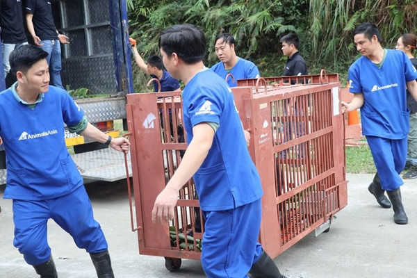 Cứu hộ 5 cá thể gấu bị nuôi nhốt hơn 20 năm ở Hà Nội