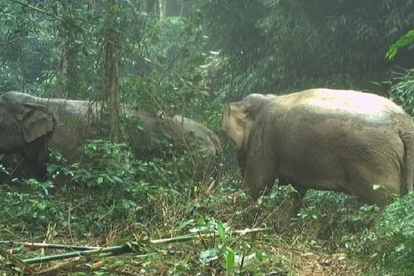 Hà Tĩnh: Bảo vệ nghiêm ngặt voi rừng ở Vườn Quốc gia Vũ Quang