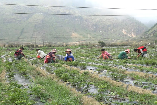 Lai Châu phát triển cây dược liệu hướng giảm nghèo bền vững